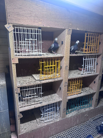 Pigeon breeding boxes