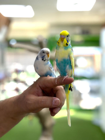 Tamed budgies