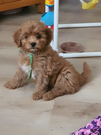 Red Toy Cavapoochon small puppies
