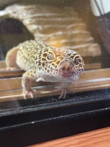 Alan the leopard gecko
