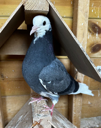 Birmingham rollers pigeons