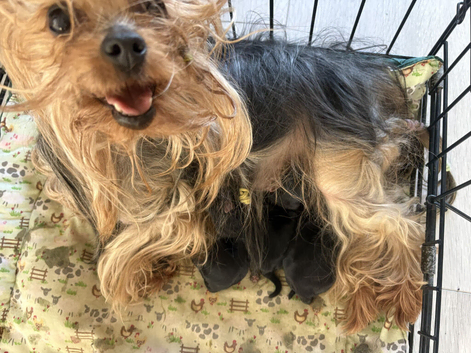 puppies for sale