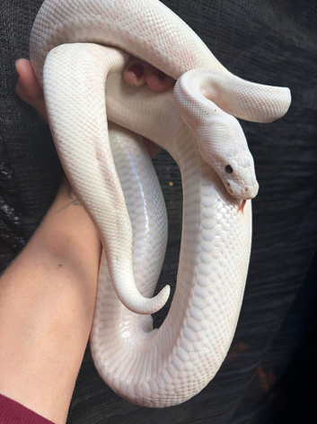 Black eyed Leucistic