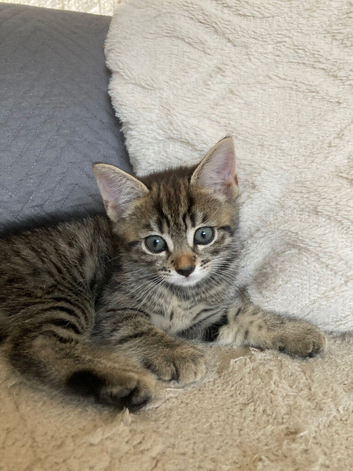 2 kittens left boy and girl