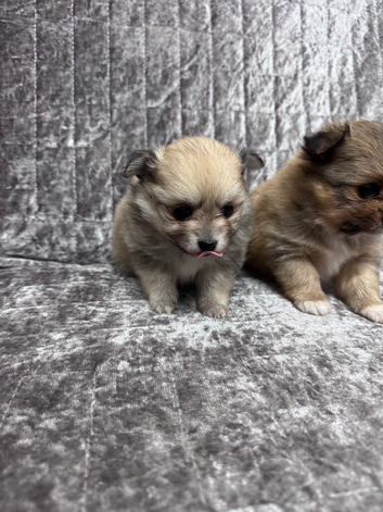 My beautiful female Pomeranian have two beautiful puppies 6 weeks old