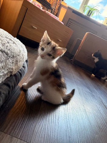 Kittens