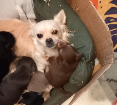 Chihuahua puppies