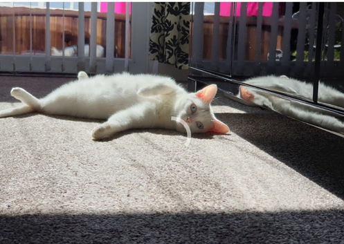 Need a loving home