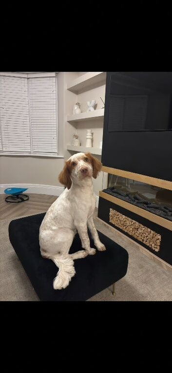 Rehoming of springer spaniel Rex