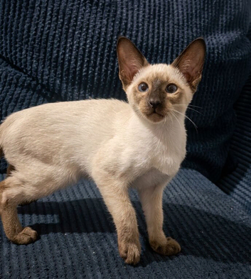 Cheeky Chocolate Siamese Kitten