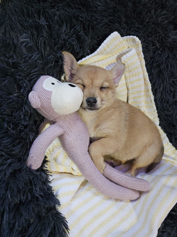 Pomchi puppy