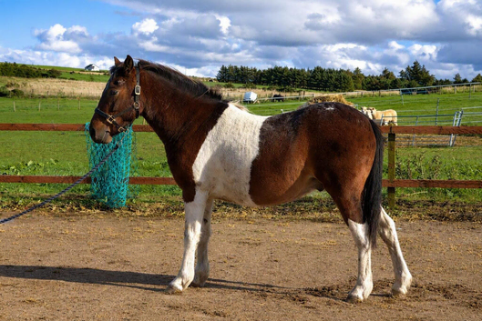 Dartmoor x Appaloosa Gelding