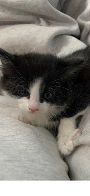Last kitten ready now
