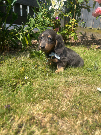 Reduced Absolutely stunning mini Daxi pups