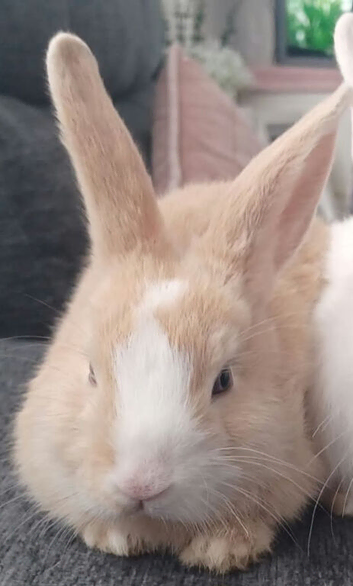 Female Rabbit