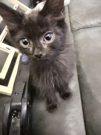 Mixed breed black kitty