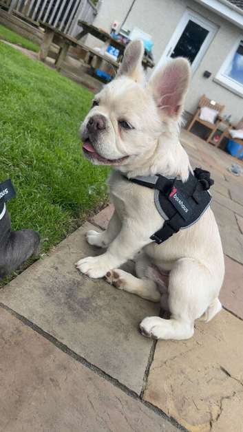 Fluffy French bulldog