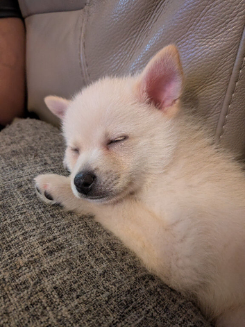 Stunning male pom chi