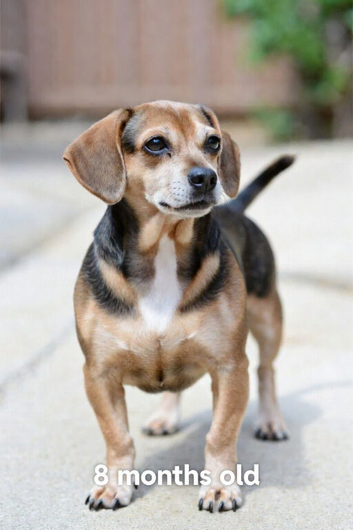 puppy male