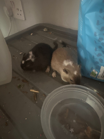 Two male for adopt