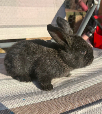 Continental giant x French lop rabbits (blue gene carriers)
