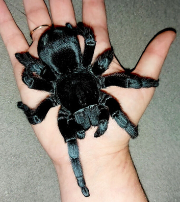 1-2 Cm Grammostola pulchra Brazilian black slings!