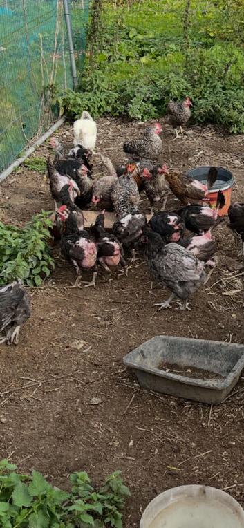 Various chickens