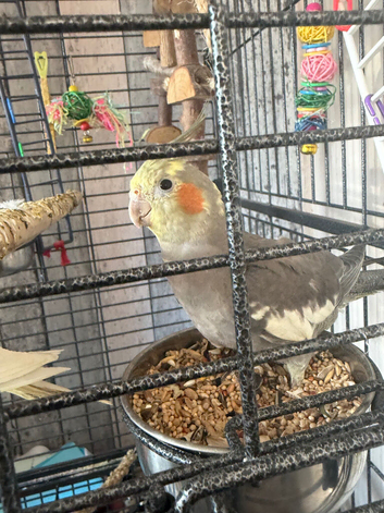 4 month old cockatiel