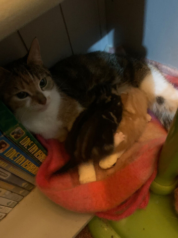 Cats urgently need rehoming
