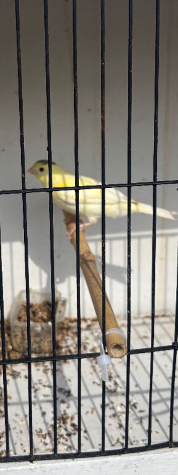 Canary 2 cocks