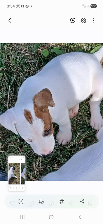 Jack Russell  puppies for sale