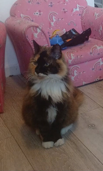 Cat looking fot rehome