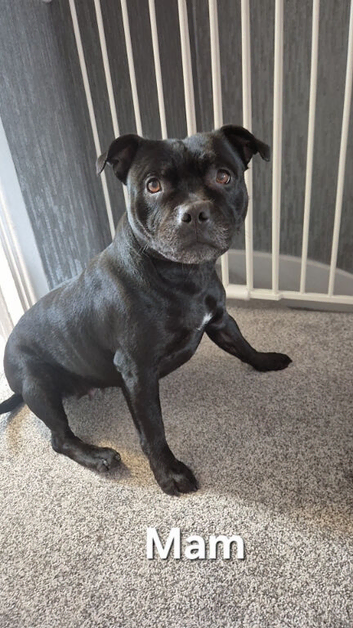 Staffordshire bull terrier Puppys