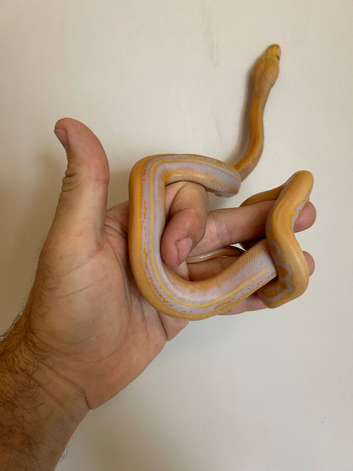 Dwarf albino genetic stripe reticulated python