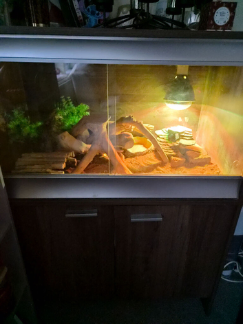 8 year old bearded dragon