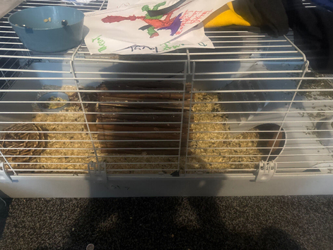 8 Guinea Pigs for Sale (1 Male) (7 Female)