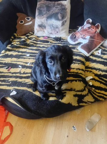 Working cocker spanial kc papwrwork