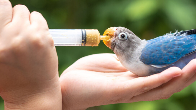Looking for baby parrot