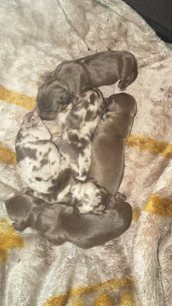Puppies ready 11th November can be secured by deposit