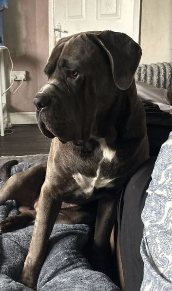 Male cane corso, 2 years old