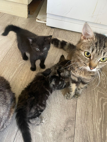 Mother cat and kitten need rehoming urgently