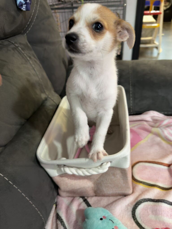 URGENT!!! Adorable Jack Russel x Pomeranian puppy looking for a loving home