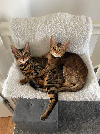Bengal and Abyssian females to rehome