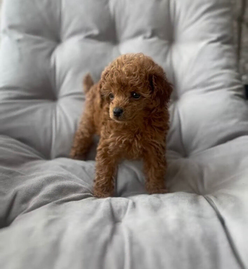 Toy poodle for sale