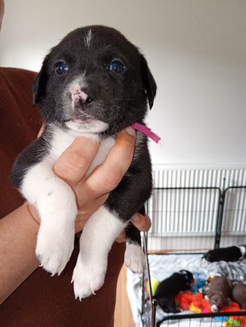 Stunning litter of sprollie pups