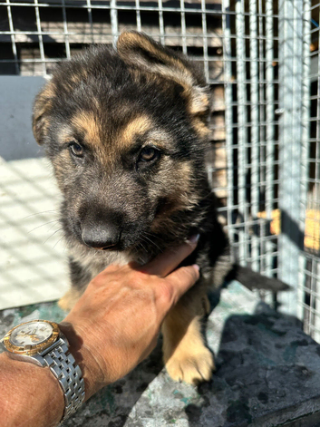 GORGEOUS LITTER OF GERMAN SHEPHERD PUPPIES