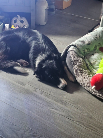Border collie
