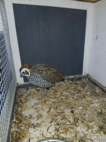Mearn/montizuma quail