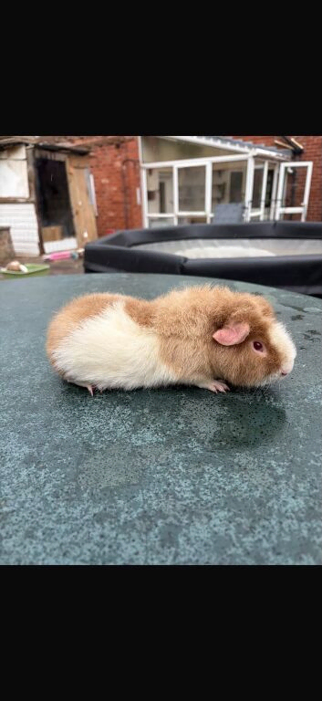 6 month teddy boar