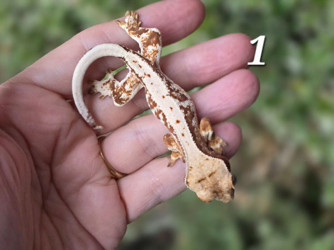 Various crested geckos